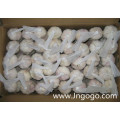 Nueva cosecha Fresh Good Quality Normal White Garlic 5.0